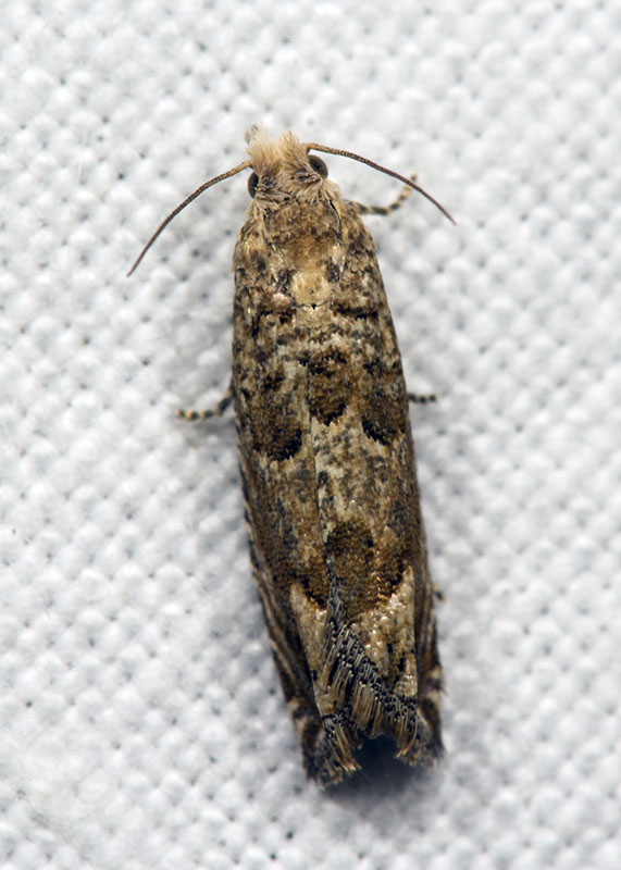 Tortricidae: Pelochrista hepatariana